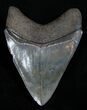 Collector Quality Florida Megalodon Tooth - Inches #1940-2